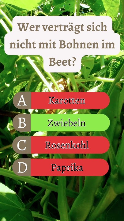 Gemüse Quiz! Wer verträgt sich nicht mit Bohnen im Beet? mischkultur