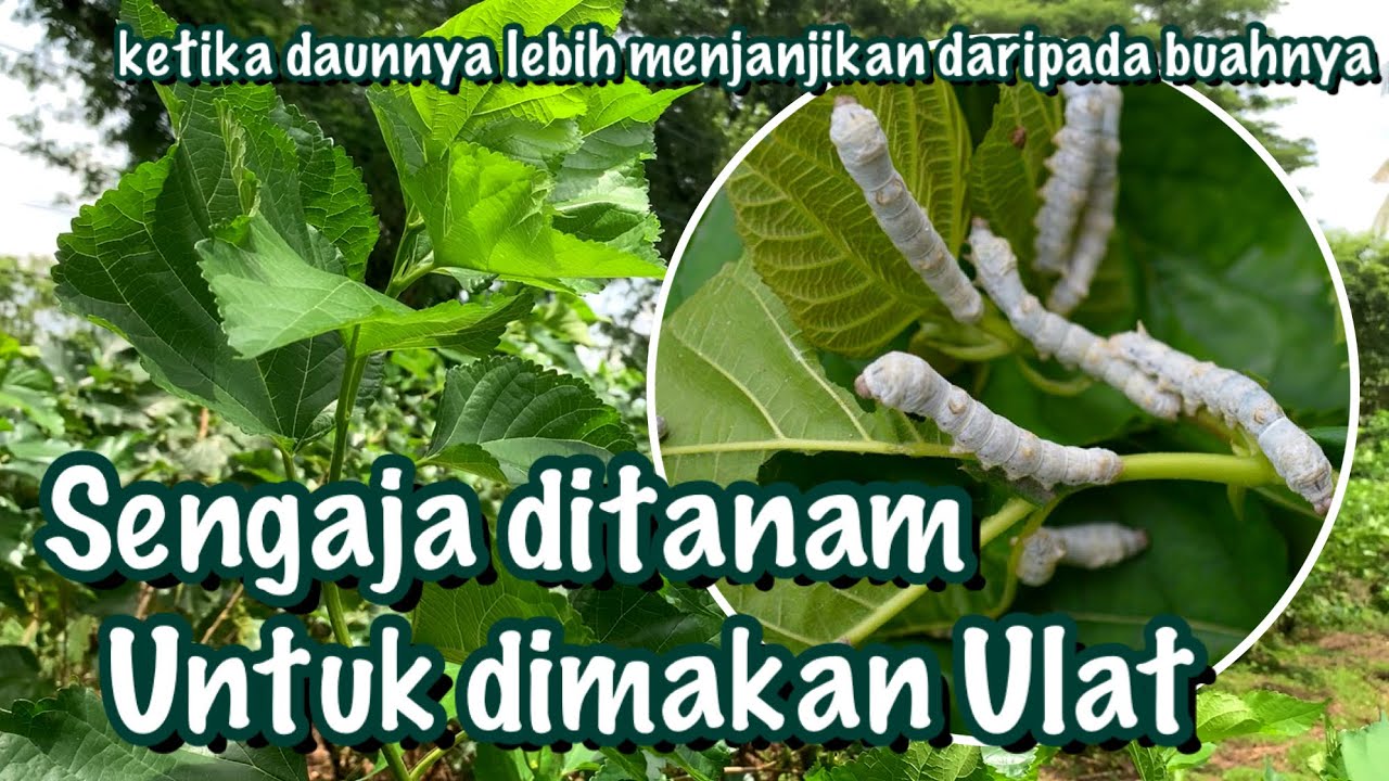 Kebun Murbei untuk Peternakan Ulat 