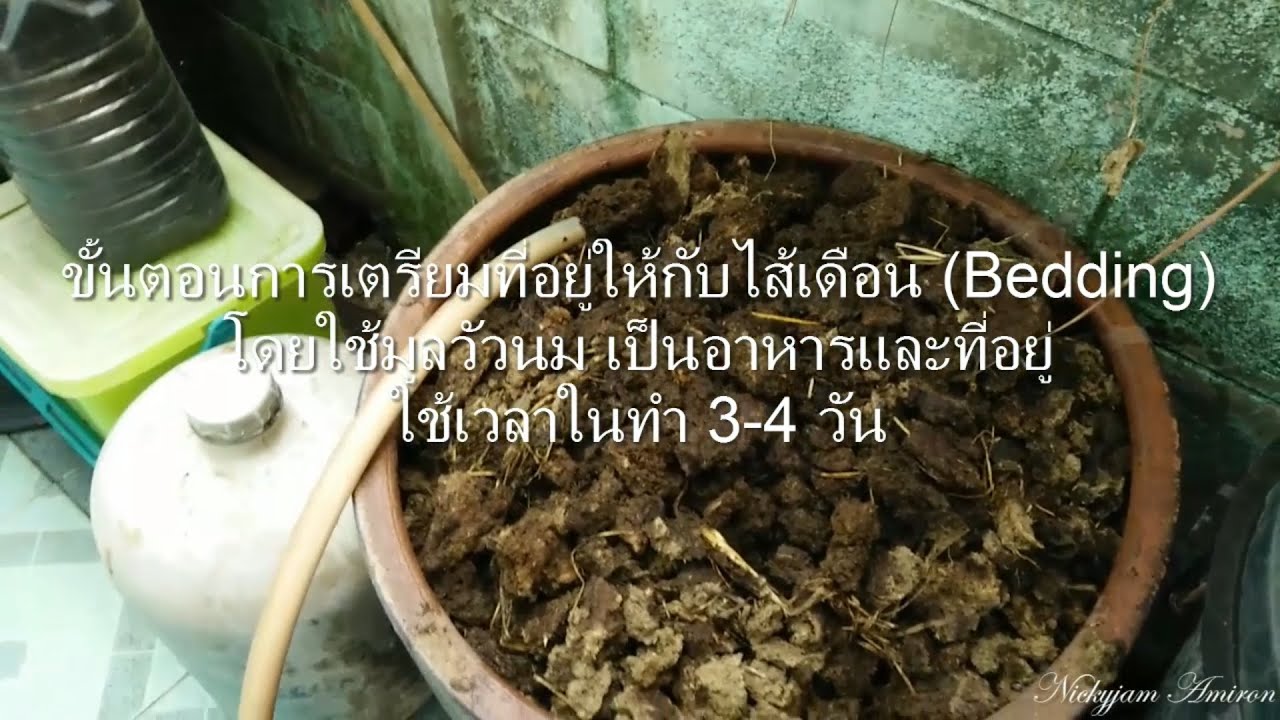 การเลี้ยงไส้เดือนพันธุ์ AF (african night crawler) - ขั้นตอนการทำเบดดิ้ง (Bedding)แบบง่าย