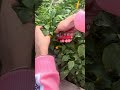 فلفل اسمه أقودو جداً حار #garden #harvest #farm #زراعة #حصاد