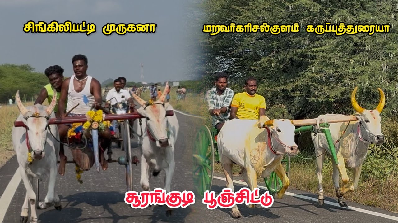 சூரங்குடி பூஞ்சிட்டு பந்தயம் 💥
