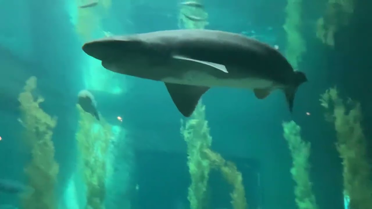 Broadnose sevengill shark (notorynchus cepedianus)