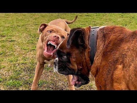 Видео: Что происходит, если собака питается гелем кремнезема?