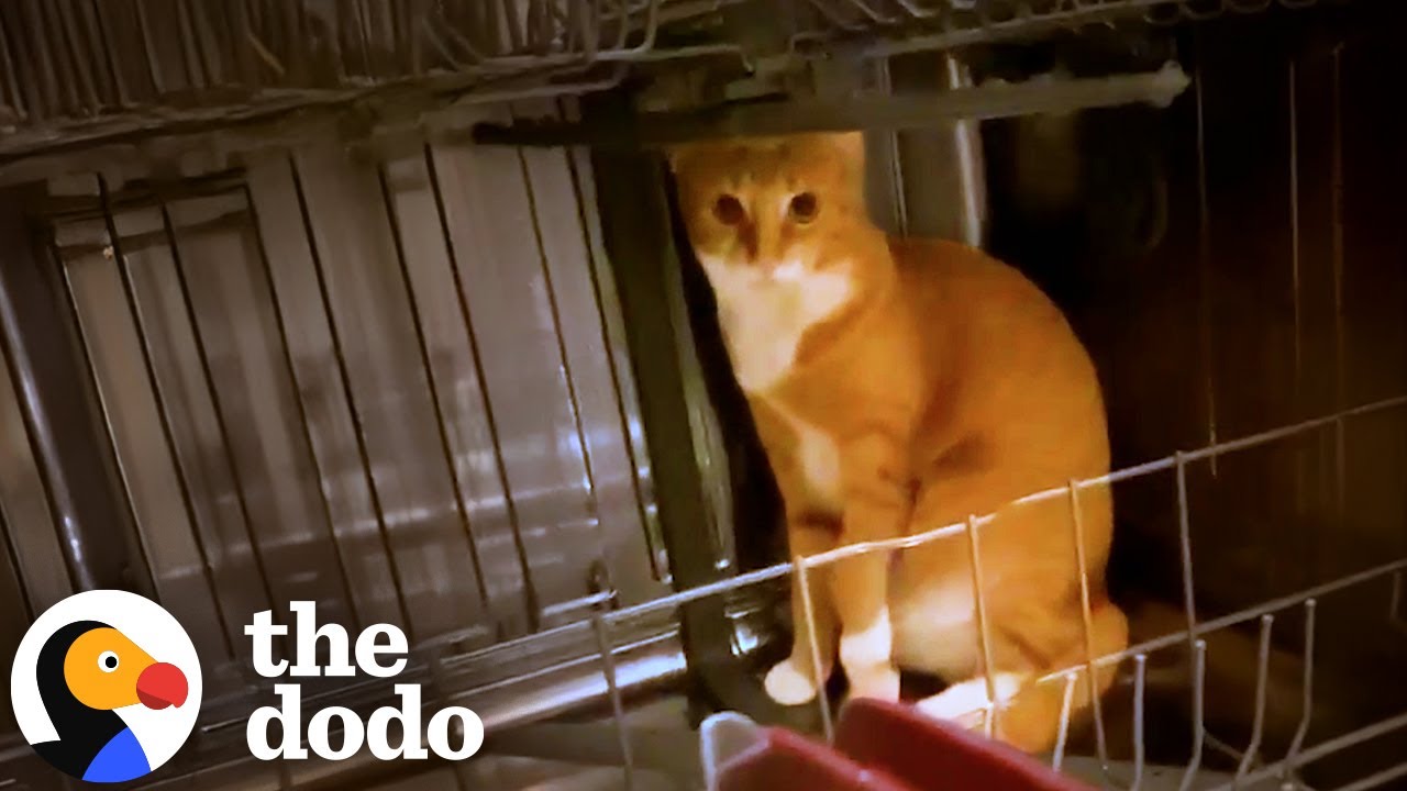 Озорной кот залез в посудомоечную машину | Додо