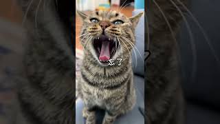 Try Not To Laugh Funniest Cats 2023