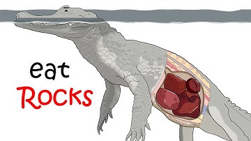 How Crocodiles Use Math & Physics to Hunt