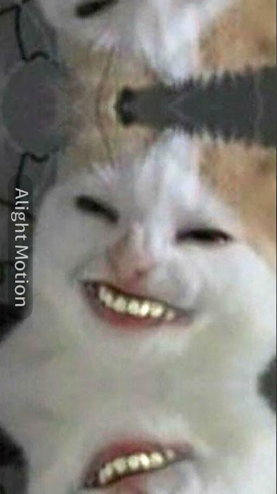 DJ tanam tanam ubi versi kucing meme