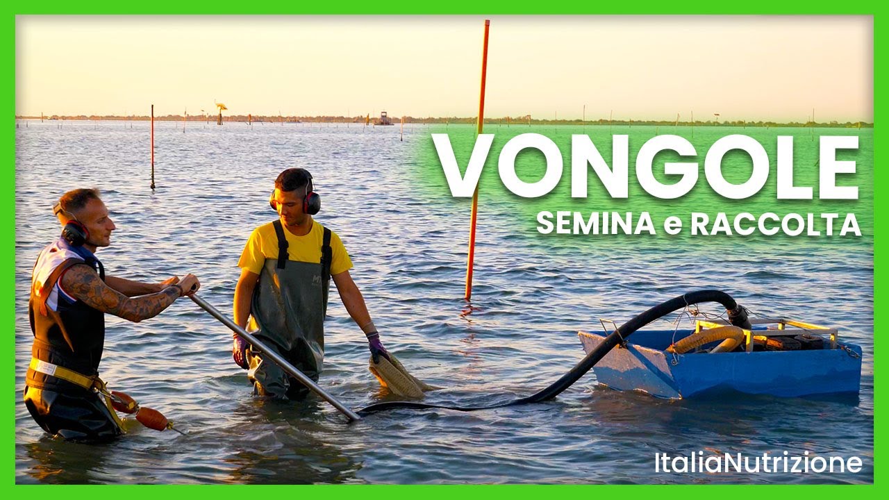 COME SI SEMINANO E SI RACCOLGONO LE VONGOLE? - Dal Seme Al Piatto