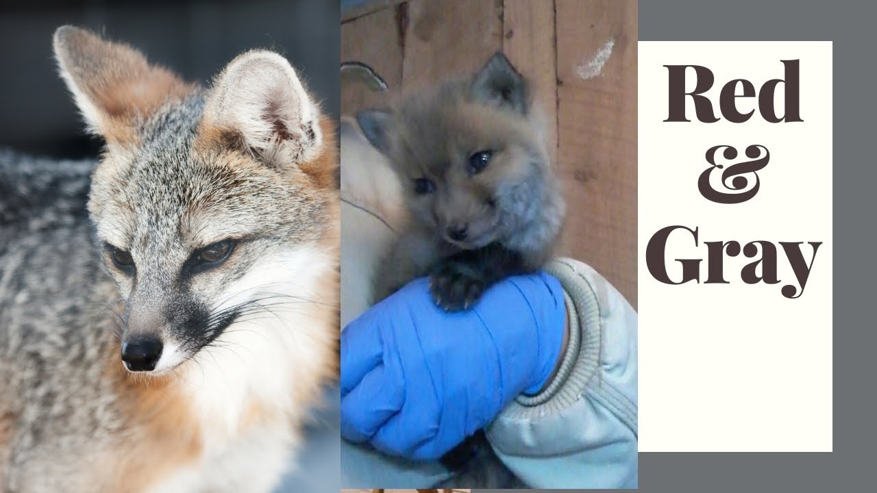 Red vs. Gray Fox: Wildlife Facts & Rehab Stories