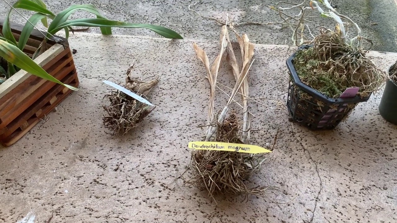 Orchids that have Passed, Pt. 2 