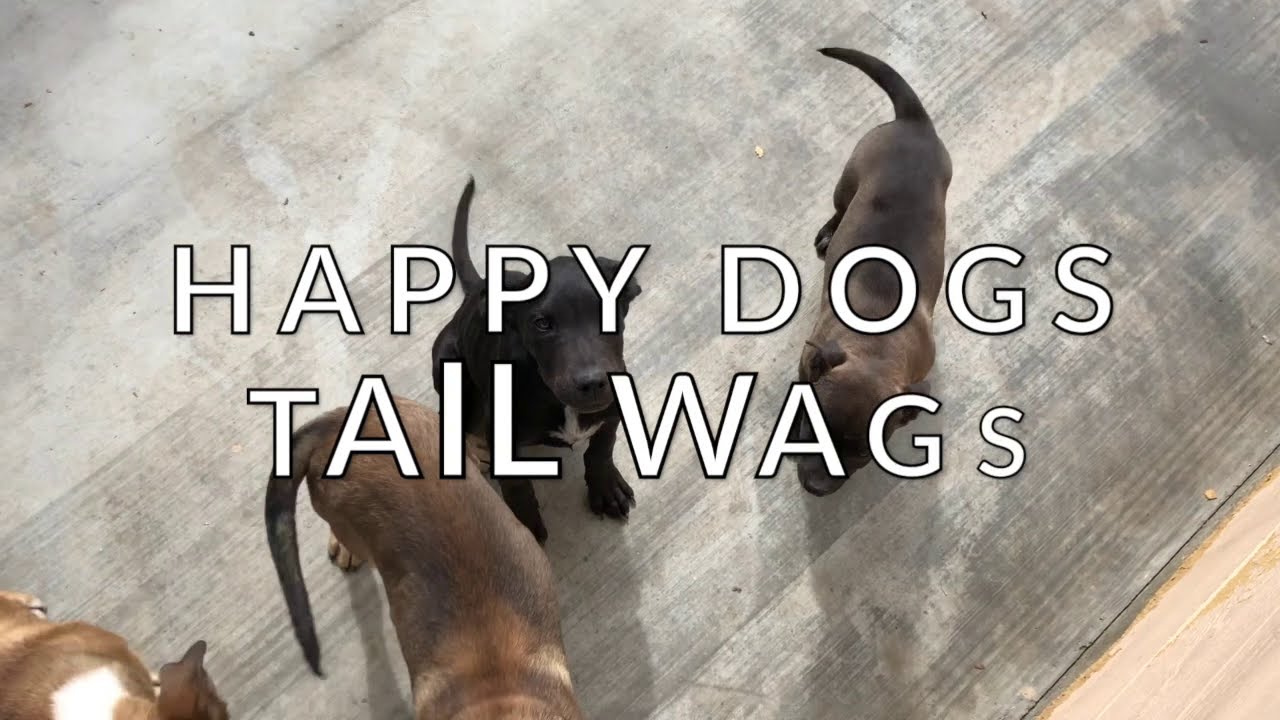 a wagging tail always means the dog is happy