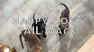 Happy Dogs Tail Wags