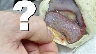 Famous My Most Anticipated Ball Python Clutch Ever !! Monsoon Time !! Net Worth