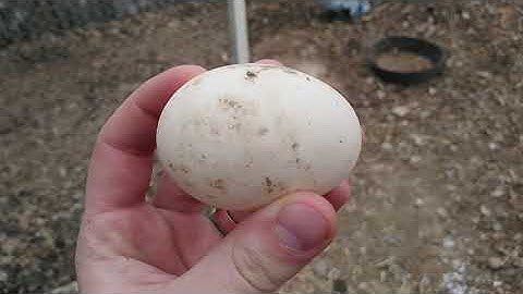 All Things Duck Eggs: Basics and Details