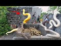 Brave soldiers used high-tech snake detectors to locate the giant python's nest.