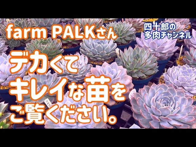 多肉植物】🍀デカくてキレイな苗をご覧ください。😄 farm PALKさん