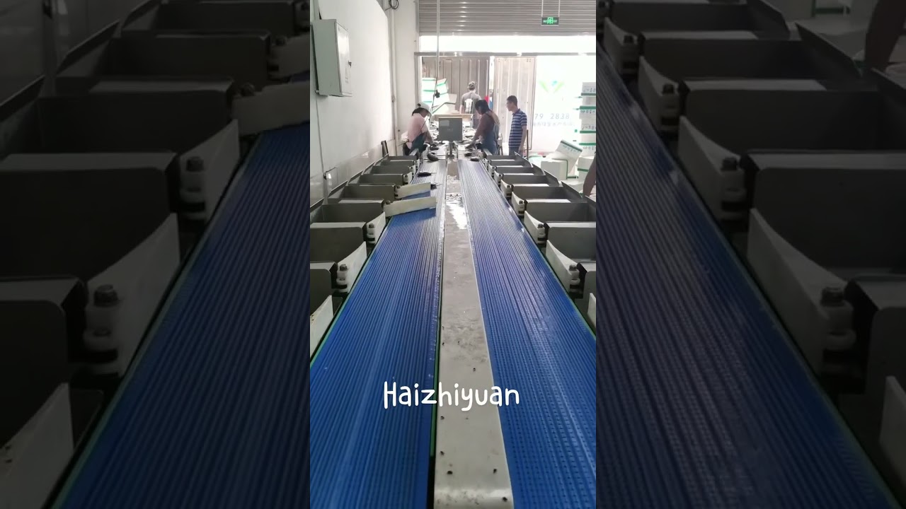 Fish size sorting machine 