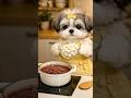 【츄동이 동지팥죽】 츄동이가 요리에 도전?!?!🐶 #recipe