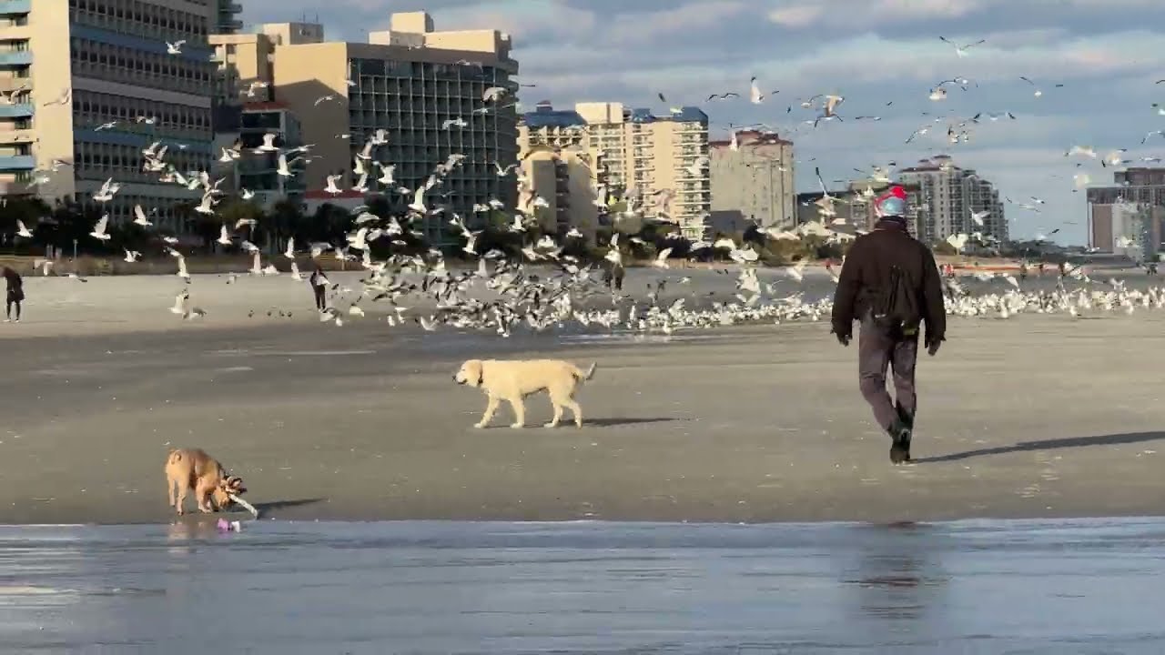 Daily Walk on the Beach with Dogs