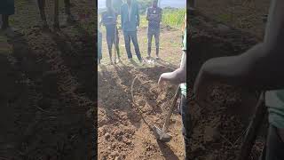 A step by step for backfilling Hass avocado planting hole