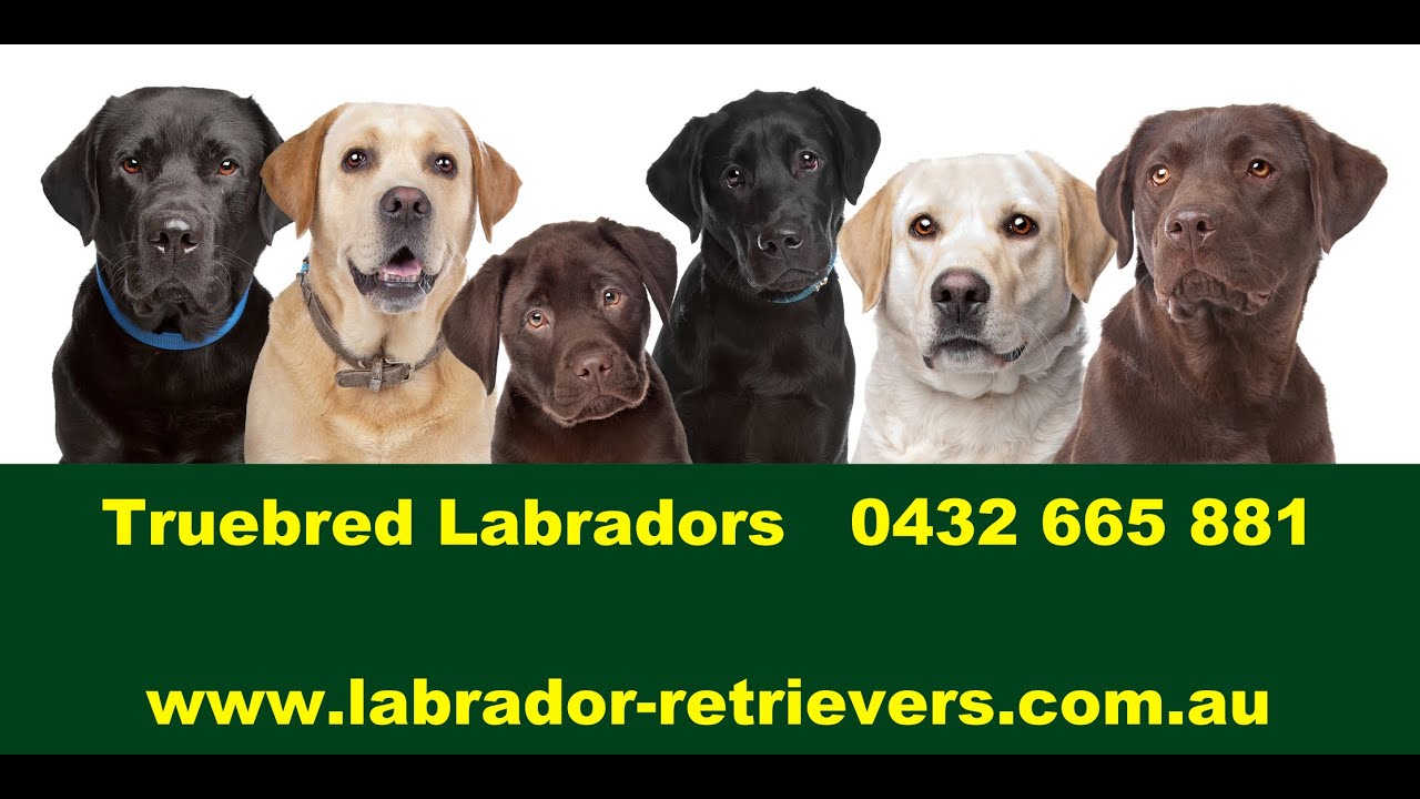 Dog breeders NSW 0432665881 YouTube