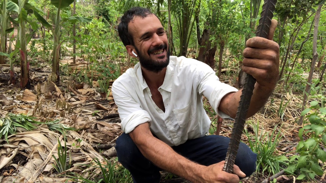 How to plant pineapple pups YouTube