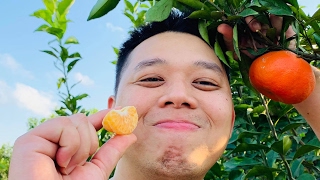 [AVO001] Introduction Angular Vietnam Office Hour