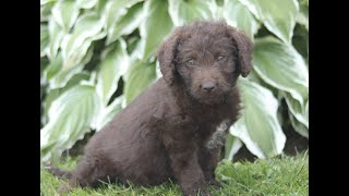 Standard Labradoodle Puppies for Sale