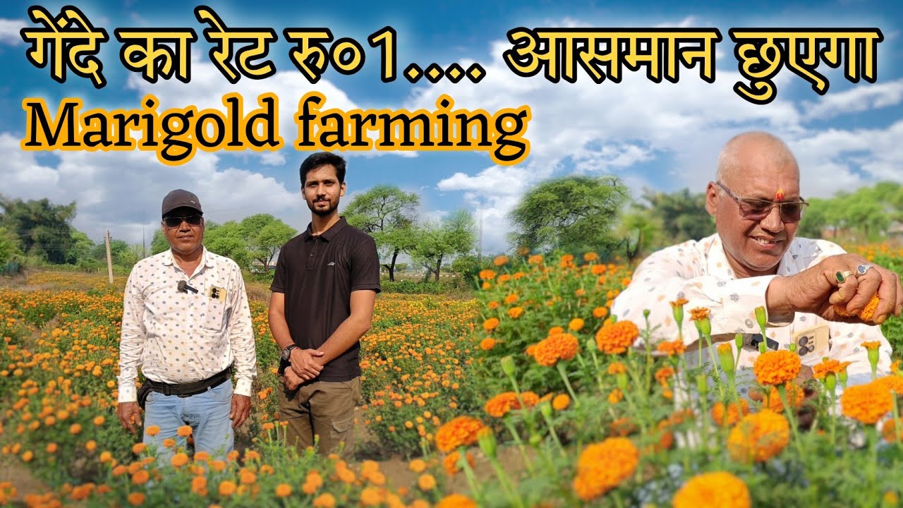 गेंदा की खेती कब और कैसे करें? नवरात्रि और दिवाली में रेट आसमान छूएगा ।Best timing marigold farming