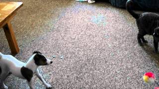 DSCF1062.avi