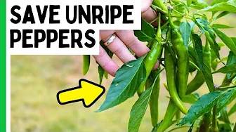 How To Ripen Peppers At The End Of The Season