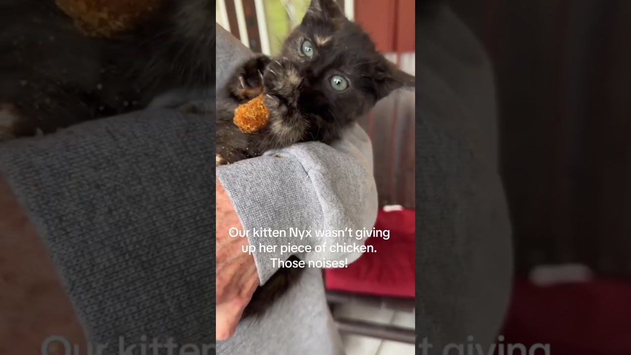 Kitten eating