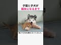 子猫と子犬が初めて出会った日