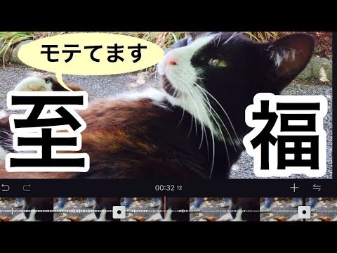 #野良猫　 常田大希似【私感】次々に飼いたい人が現れる
