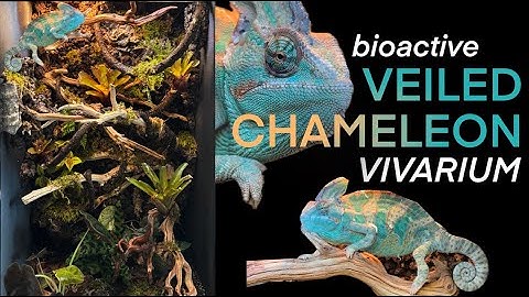 How to SET UP a BIOACTIVE CHAMELEON ENCLOSURE