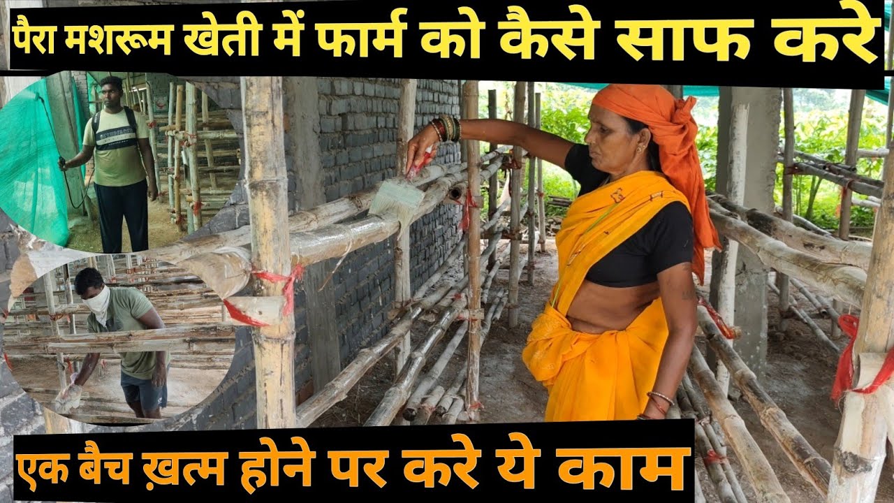 पैरा मशरूम की खेती Farm को Steralize कैसे करे | First batch के बाद फार्म की सफाई | How to sterilize