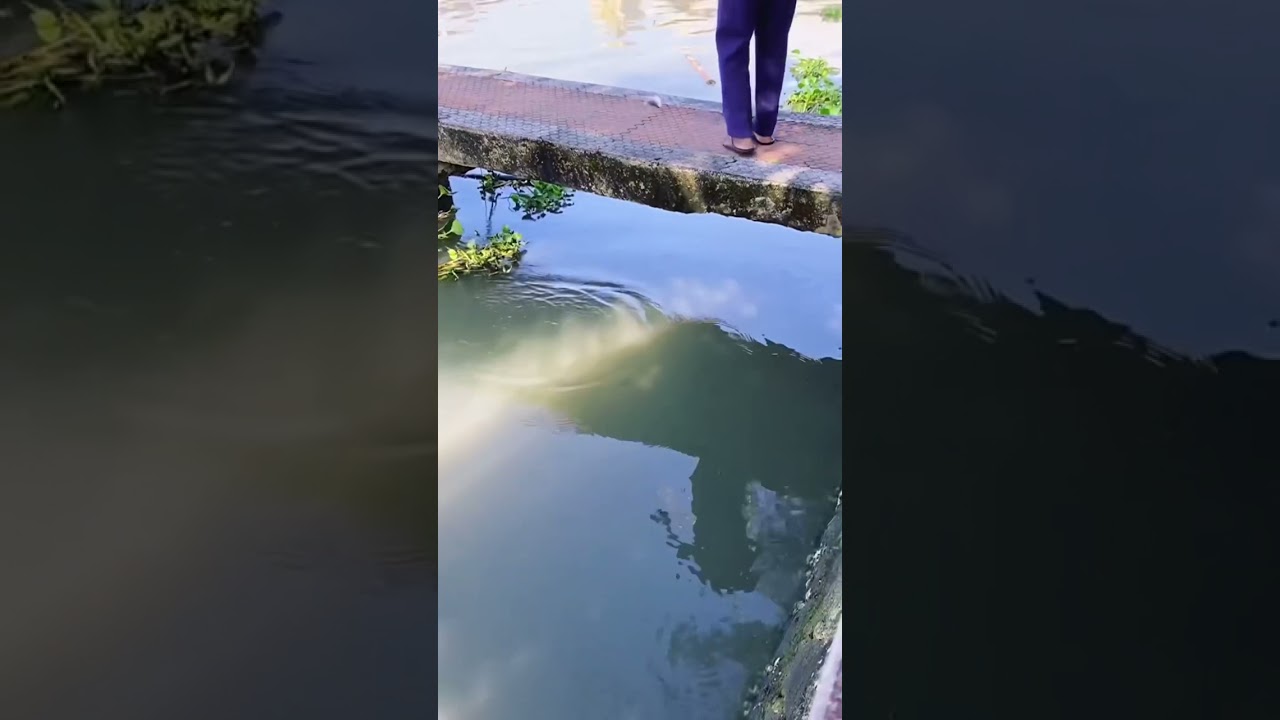 KOCHI is not a city it&rsquo;s a feeling  #shorts #kochi #keralagram