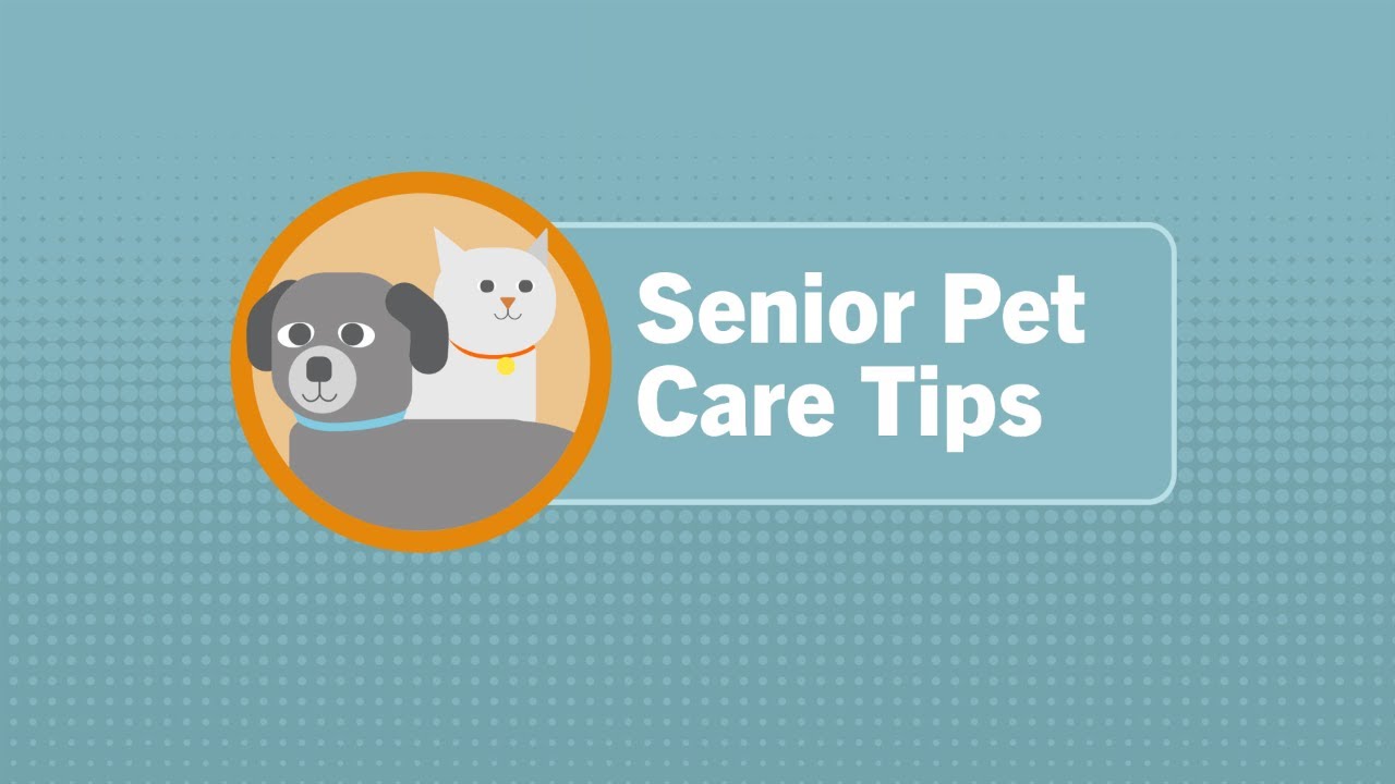 Senior Pet Care 101: Out Top Tips Senior Pet Care 101: Out Top Tips