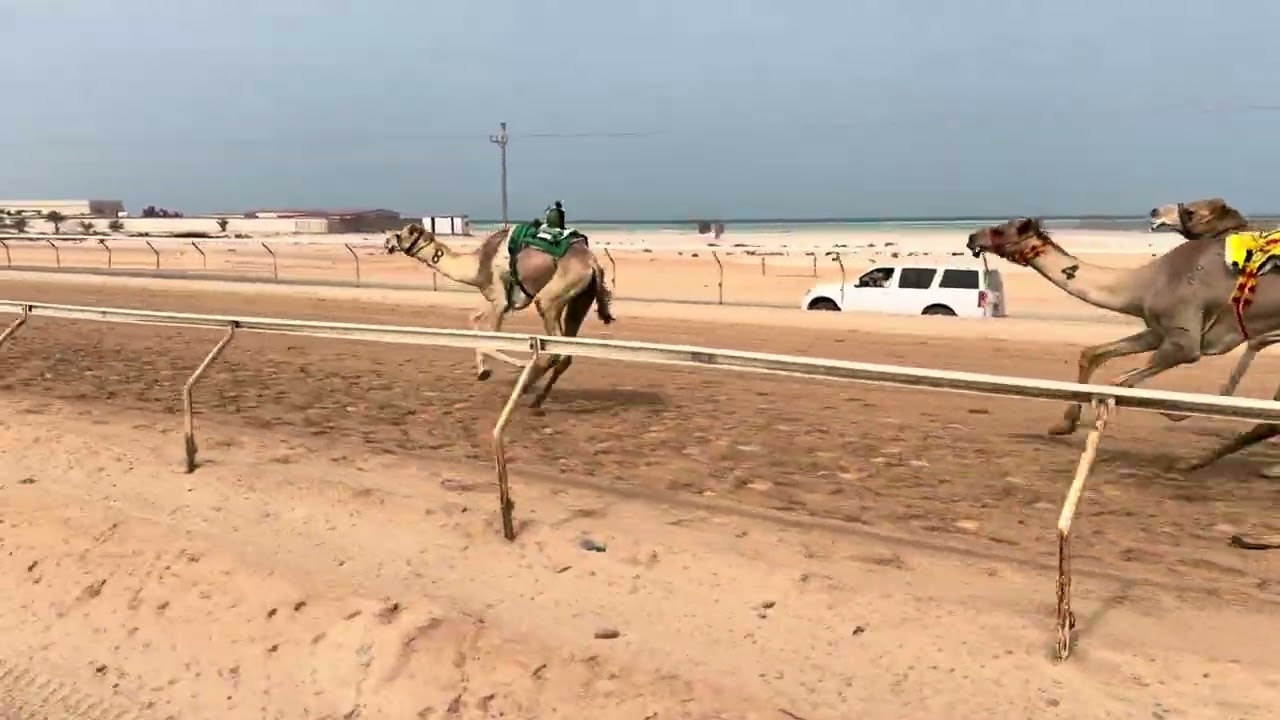 🔳الشوط 4 .. (قعدان مهجنات )   ‏🥇 (الفارس) لـ عوض سالم راشد حفيظ المزروعي 9:22:28