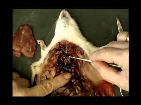 Rat Dissection Part 9 - The Respiratory and Circulatory System - YouTube