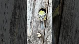 Great Tits - mom does not give the food easily, trying to get the chicks up. Could you spot a chick?