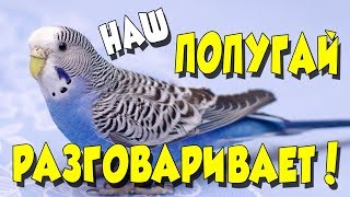 КАК НАУЧИТЬ ПОПУГАЯ 🕊 РАЗГОВАРИВАТЬ? А ТАК ЖЕ НАШИ ЗМЕИ 🐍 СОБАКИ И КОТ 🐶🐱 КАК НАУЧИТЬ ПОПУГАЯ 🕊 РАЗГОВАРИВАТЬ? А ТАК ЖЕ НАШИ ЗМЕИ 🐍 СОБАКИ И КОТ 🐶🐱