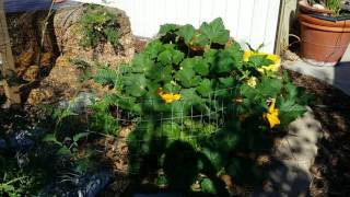 Aquaponics and organic garden update