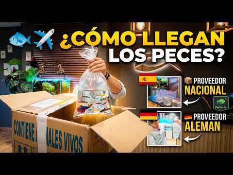 Detrás de las cámaras: 🐟📦 Así llegan los peces a una tienda especializada de acuarios | PezVerde