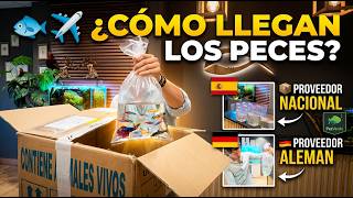 Detrás de las cámaras: 🐟📦 Así llegan los peces a una tienda especializada de acuarios | PezVerde