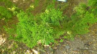 Juniperus chinensis 'Plumosa Aurea' jalovec čínský