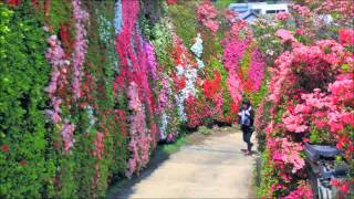 素晴らしい 松本つつじ園 Youtube