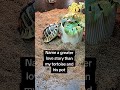 #pettortoise #tortoiselover #funnypets #reptiles #cutetortoise  #cuteturtle