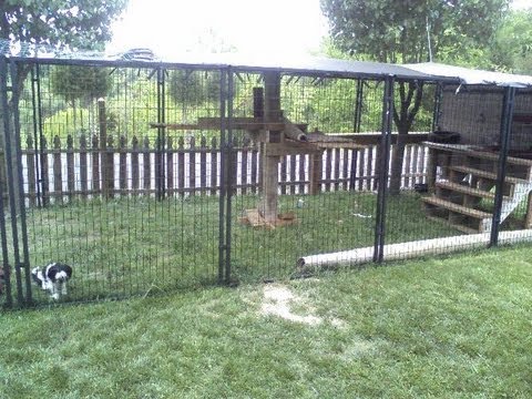 big cat kennel