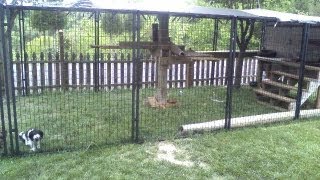 Easy to Make Outside Cat Enclosure with PetSafe Dog Kennels and Our Four Adopted Cats